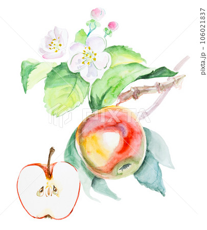 Watercolor hand drawn red apple with flowers. Isolated eco natural food fruit illustration on white background 106021837