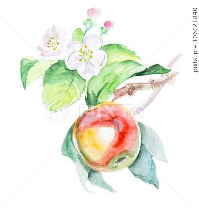 Watercolor hand drawn red apple with flowers. Isolated eco natural food fruit illustration on white background 106021840