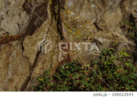 Natural abstract background stone texture with moss and plants Natural abstract background stone texture with moss and plants 106022645