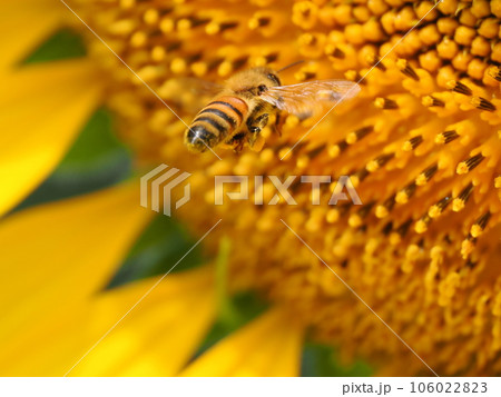 ヒマワリの蜜を吸うミツバチと花粉団子 106022823
