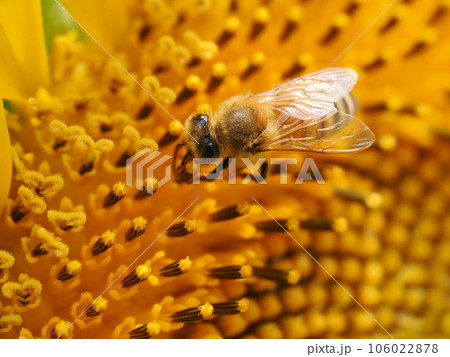 ヒマワリの蜜を吸うミツバチと花粉団子 ヒマワリの蜜を吸うミツバチと花粉団子 106022878