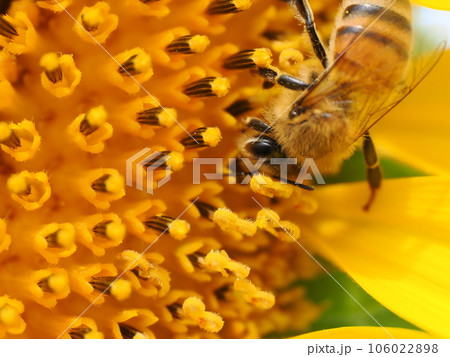 ヒマワリの蜜を吸うミツバチと花粉団子 ヒマワリの蜜を吸うミツバチと花粉団子 106022898
