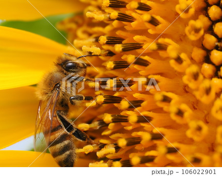 ヒマワリの蜜を吸うミツバチと花粉団子 106022901