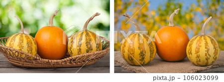 Orange and striped decorative pumpkins on a wooden table in wicker basket with blurred garden background Orange and striped decorative pumpkins on a wooden table in wicker basket with blurred garden background 106023099