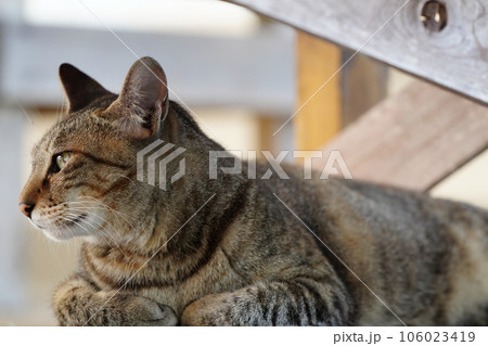 冷たい床で寝そべる可愛い猫 冷たい床で寝そべる可愛い猫 106023419