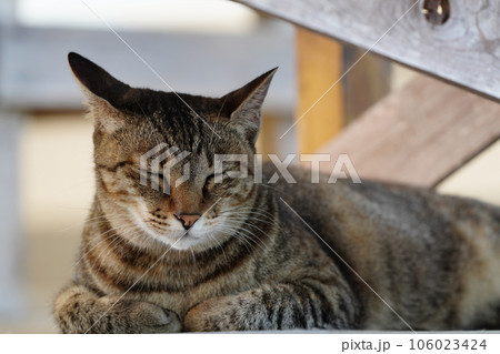 冷たい床で寝そべる可愛い猫 冷たい床で寝そべる可愛い猫 106023424