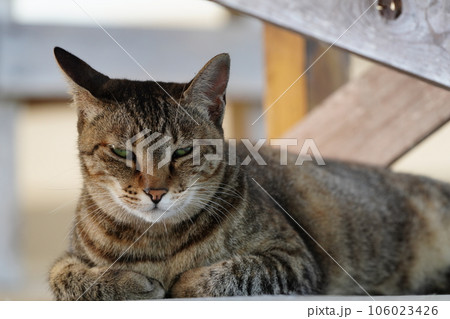 冷たい床で寝そべる可愛い猫 冷たい床で寝そべる可愛い猫 106023426