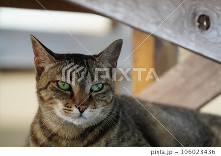 冷たい床で寝そべる可愛い猫 冷たい床で寝そべる可愛い猫 106023436