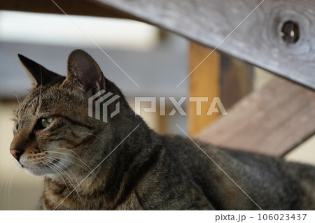 冷たい床で寝そべる可愛い猫 106023437