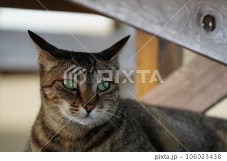 冷たい床で寝そべる可愛い猫 冷たい床で寝そべる可愛い猫 106023438