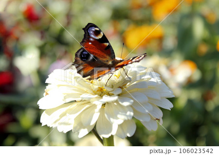 butterfly sits on the white zinnia butterfly sits on the white zinnia 106023542