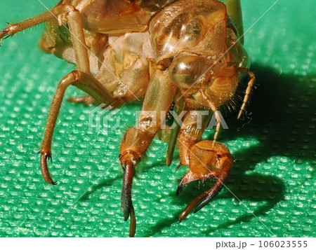 クマゼミの抜け殻のマクロ深度合成撮影 106023555