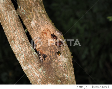 樹液に集まるカブトムシなどの昆虫 106023891
