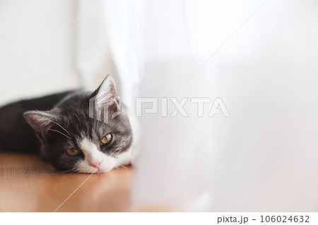 窓辺の子猫 106024632