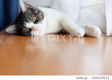 窓辺の子猫 窓辺の子猫 106024633