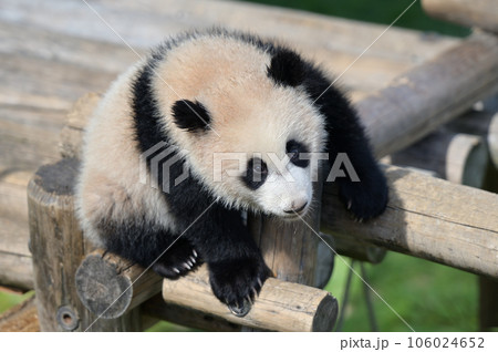 遊具の上で遊ぶ優浜 106024652