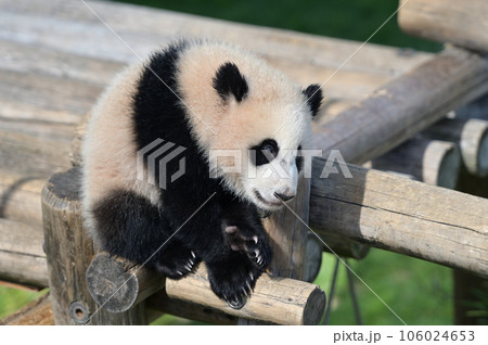 遊具の上で遊ぶ優浜 106024653