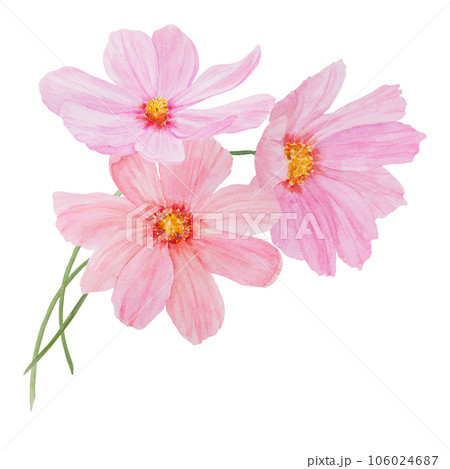 Pink Cosmos watercolor illustration. Hand drawn botanical painting, floral sketch. Colorful flower clipart for summer or autumn design of wedding invitation, print, greeting, sublimation, textile 106024687