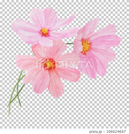 Pink Cosmos watercolor illustration. Hand drawn botanical painting, floral sketch. Colorful flower clipart for summer or autumn design of wedding invitation, print, greeting, sublimation, textile 106024687