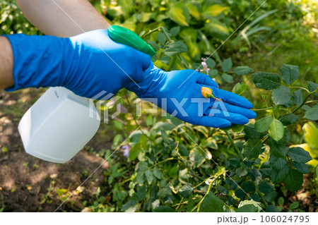 treatment in the garden of young shoots of roses from aphids, whiteflies and insect pests treatment in the garden of young shoots of roses from aphids, whiteflies and insect pests 106024795