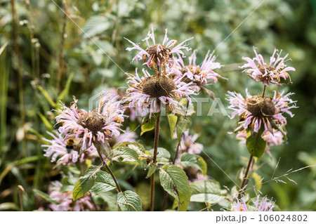 Close up shot of Monarda fistulosa in Martin Park Nature Center at Oklahoma 106024802