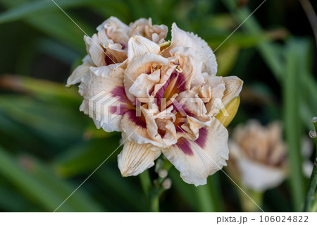 Orange daylily with a large double flower close-up. Orange daylily with a large double flower close-up. 106024822