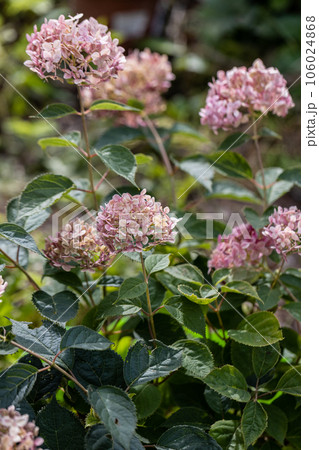 Hydrangea arborescens Incrediball Blush, Sweet Annabelle in garden flowers 106024868