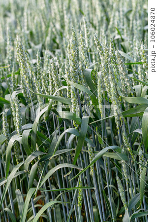 Macro close up of fresh young ears of young green wheat in spring summer field. Free space for text. Agriculture scene Macro close up of fresh young ears of young green wheat in spring summer field. Free space for text. Agriculture scene 106024870
