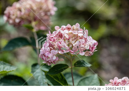 Hydrangea arborescens Incrediball Blush, Sweet Annabelle in garden flowers Hydrangea arborescens Incrediball Blush, Sweet Annabelle in garden flowers 106024871
