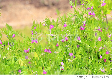 カラスノエンドウの花 カラスノエンドウの花 106025179