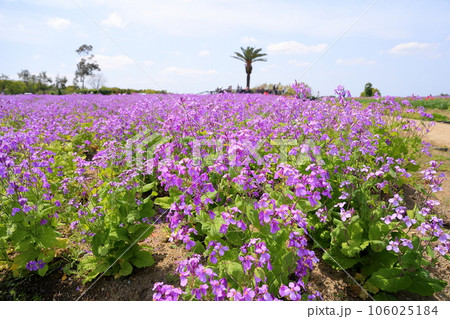 ムラサキハナナの花畑 ムラサキハナナの花畑 106025184