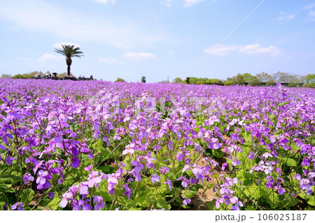ムラサキハナナの花畑 ムラサキハナナの花畑 106025187