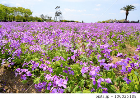 ムラサキハナナの花畑 106025188