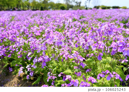 ムラサキハナナの花畑 106025243