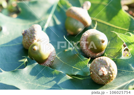 どんぐり 106025754