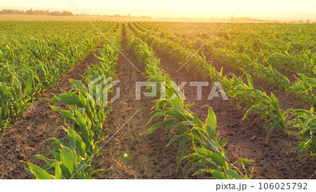 corn field leaf sprout green sunset, agriculture, fresh corn sprout agriculture field row sunset, Walking light leaves evening harvesting agriculture plantation sunset young field cornfield harvest corn field leaf sprout green sunset, agriculture, fresh corn sprout agriculture field row sunset, Walking light leaves evening harvesting agriculture plantation sunset young field cornfield harvest 106025792