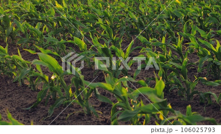 corn field leaf sprout green, agriculture, fresh corn sprout agriculture field row, Day walking soil field farm light planted leaves agribusiness ripening view harvesting shines agriculture plants eco corn field leaf sprout green, agriculture, fresh corn sprout agriculture field row, Day walking soil field farm light planted leaves agribusiness ripening view harvesting shines agriculture plants eco 106025793