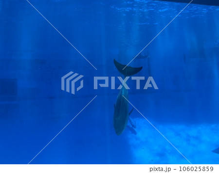 名古屋港水族館 イルカの巨大水槽 名古屋港水族館 イルカの巨大水槽 106025859