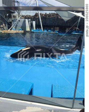 名古屋港水族館　遊ぶシャチ 106025860