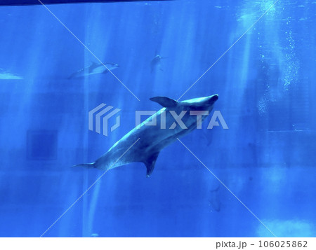 名古屋港水族館　イルカの巨大水槽 106025862