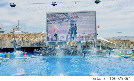 名古屋港水族館　イルカのショー　大ジャンプ 106025864