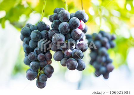 大切に育てられた巨峰 106025982