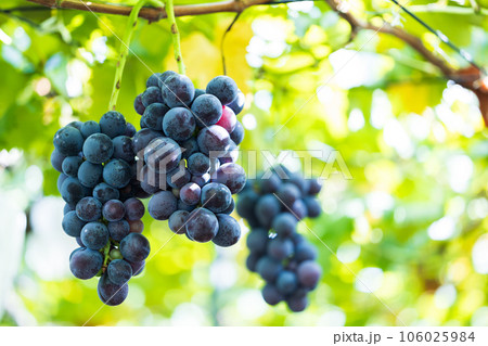 大切に育てられた巨峰 106025984
