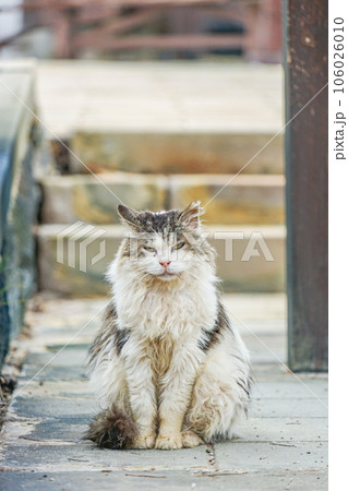 雲仙地獄の野良猫 106026010