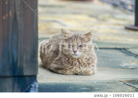 雲仙地獄の野良猫 雲仙地獄の野良猫 106026011
