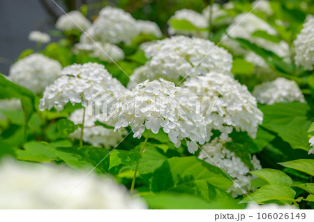 群生するアナベル 白いアジサイ 群生するアナベル 白いアジサイ 106026149