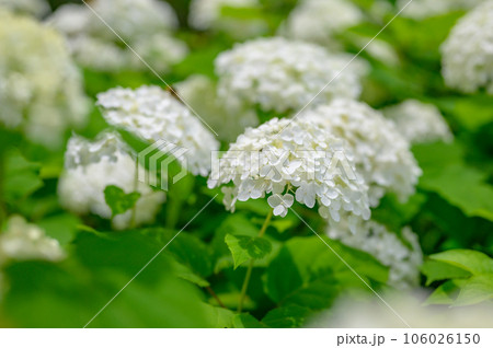 群生するアナベル　白いアジサイ 106026150