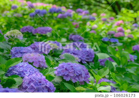 梅雨の晴れ間に咲く、可愛い紫陽花 106026173