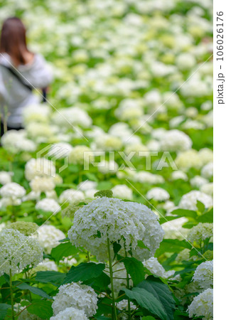 群生するアナベル 白いアジサイ 群生するアナベル 白いアジサイ 106026176