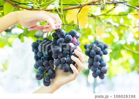 旬のぶどう狩りを楽しむ 106026198